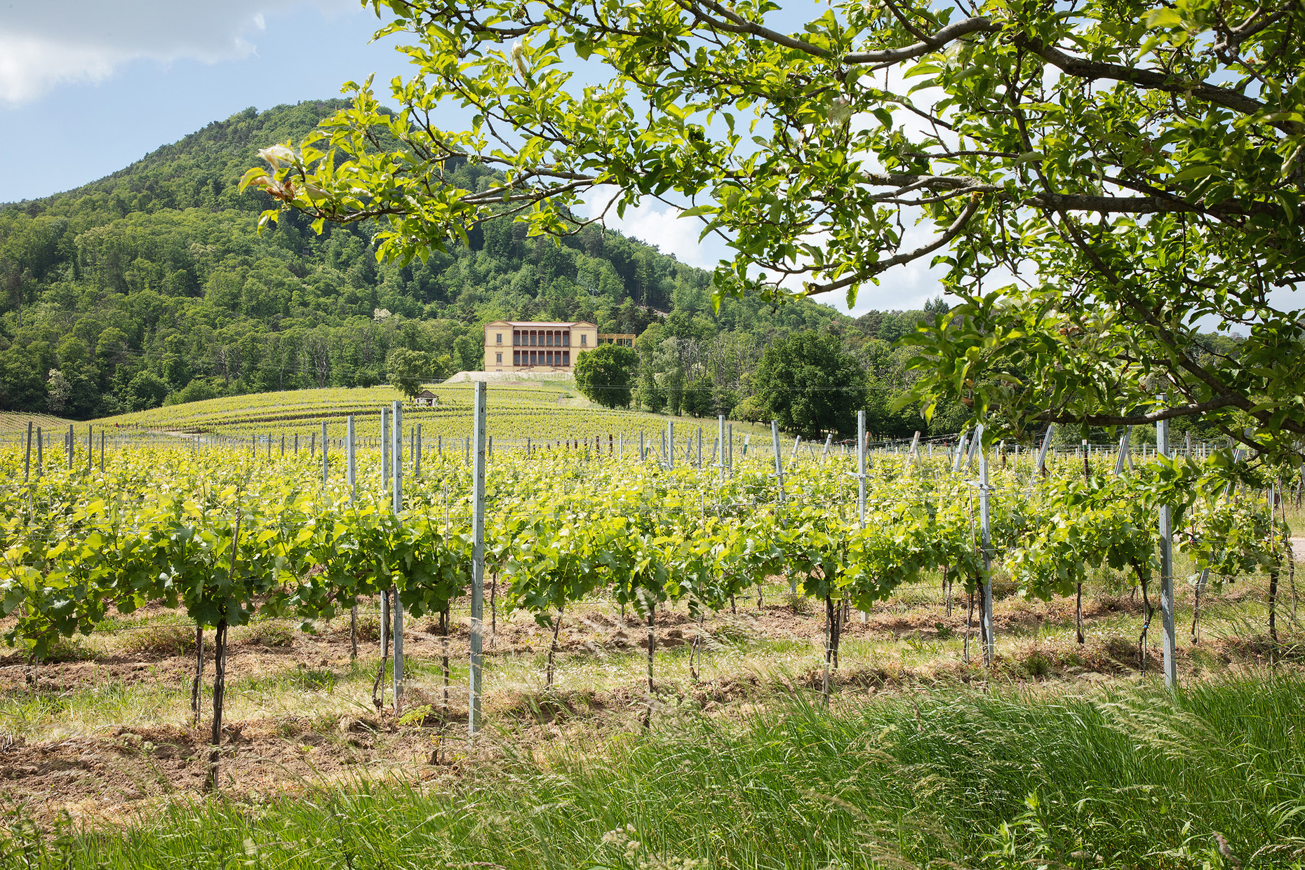 Schloss Villa Ludwigshöhe mit Weinreben im Vordergrund