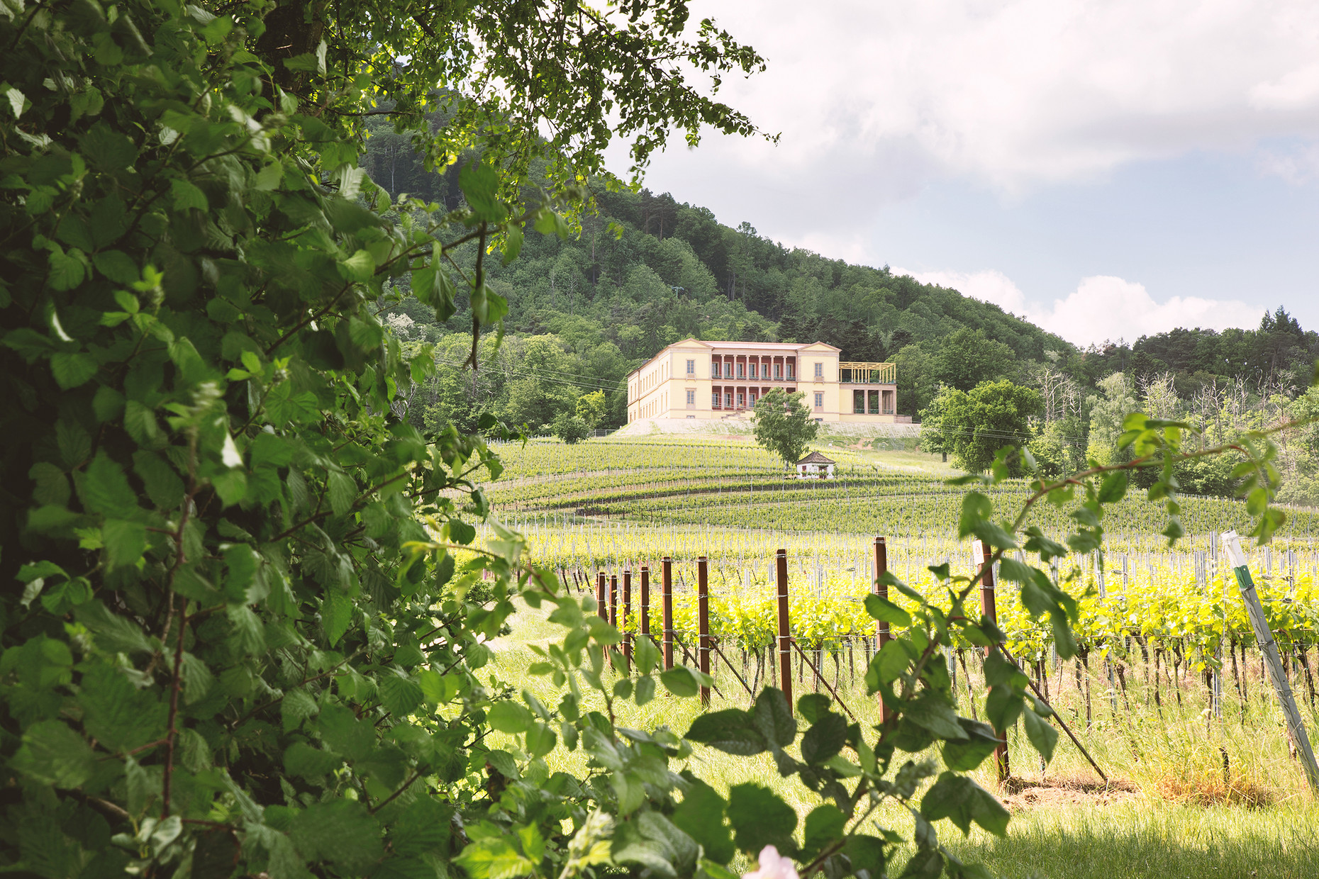 Schloss Villa Ludwigshöhe umgeben von Weinreben